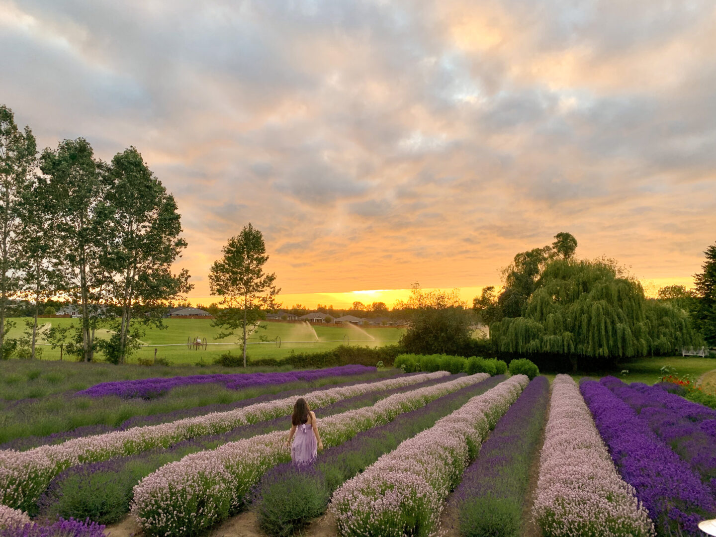 Lavender Farms
